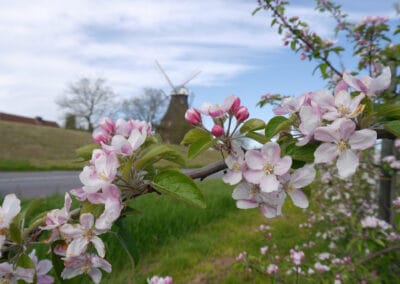 Blütenfest im Alten Land – 06.05.23