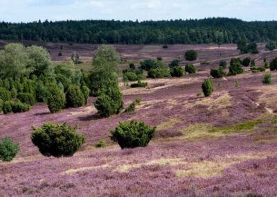 Lüneburger Heide und Lüneburg – 15.08.25