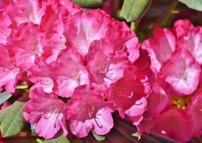 Rhododendronparkfest – 19.05.23