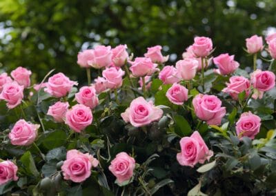 Rosenfest in der Rosenstadt Uetersen – 05.07.26