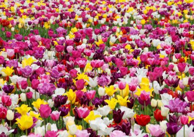 Tulpenblüte & Blumenkorso – 4 Tage – ab 10.04.25